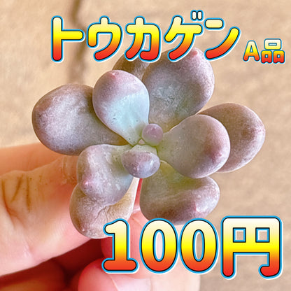 トウカゲン　A品　カット苗