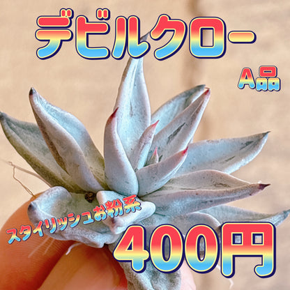 デビルクロー　A品　カット苗