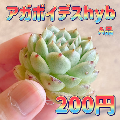 アガボイデスhyb　A品　カット苗