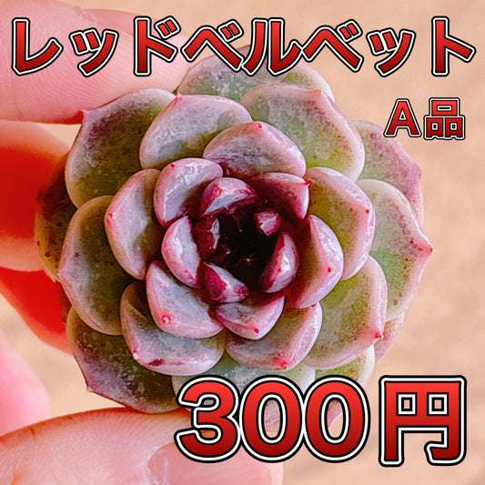 レッドベルベット　A品　カット苗