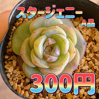 スタージェニー　A品　根付き苗