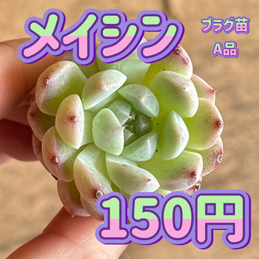 メイシン　A品　プラグ苗