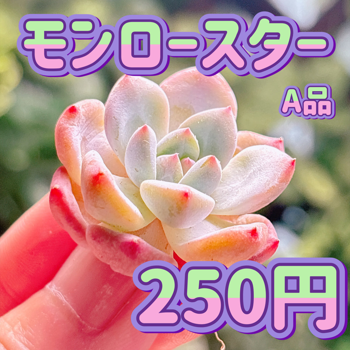 モンロースター　A品　カット苗