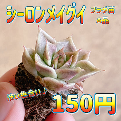 シーロンメイグイ　A品　プラグ苗