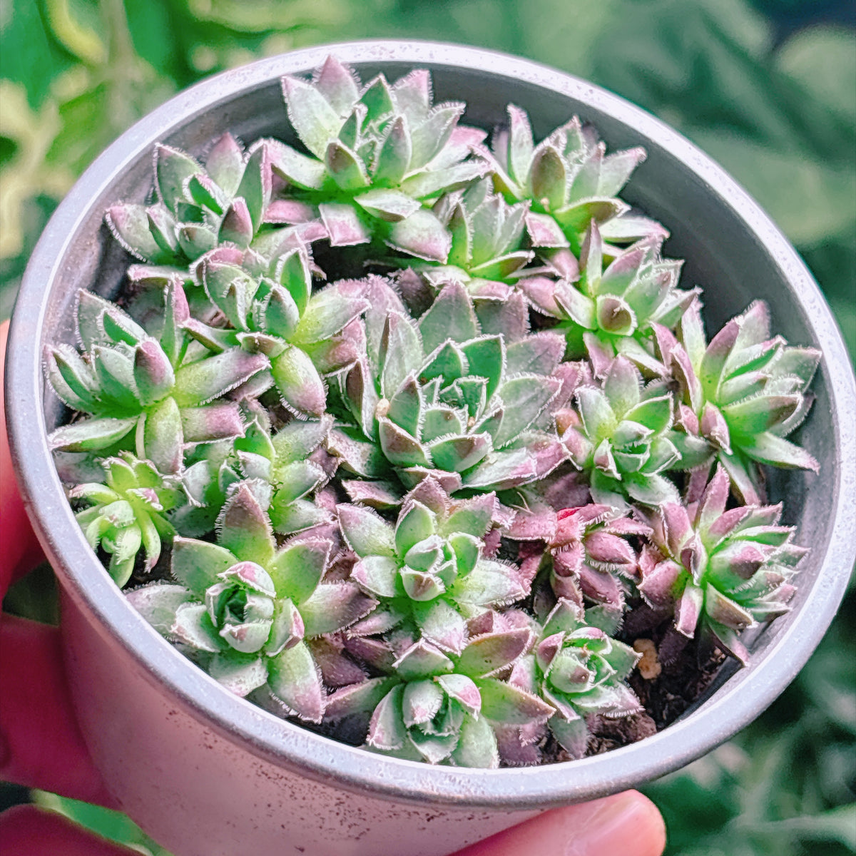 鳳仙花　A品　根付き苗