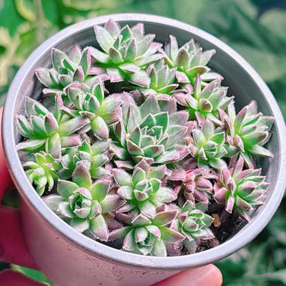 鳳仙花　A品　根付き苗