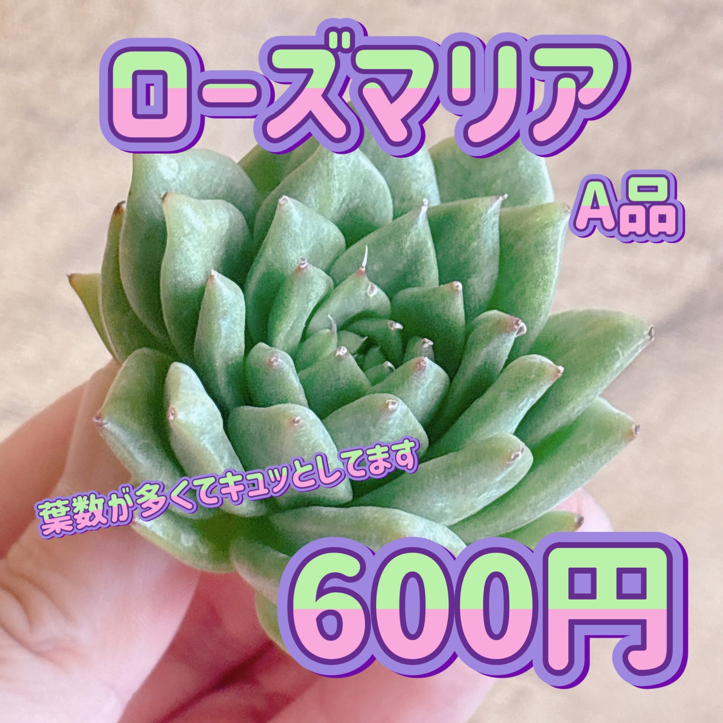 ローズマリア　A品　カット苗