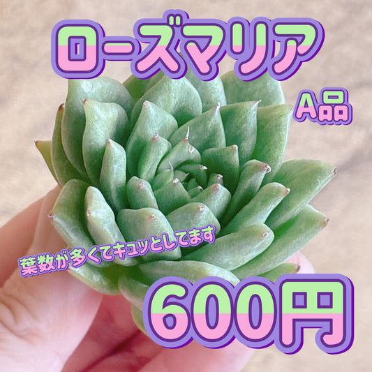 ローズマリア　A品　カット苗