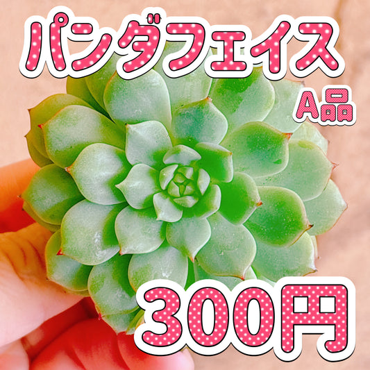 パンダフェイス　A品　カット苗