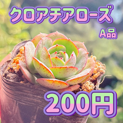 クロアチアローズ　A品　根付き苗