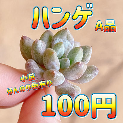 ハンゲ　A品　カット苗