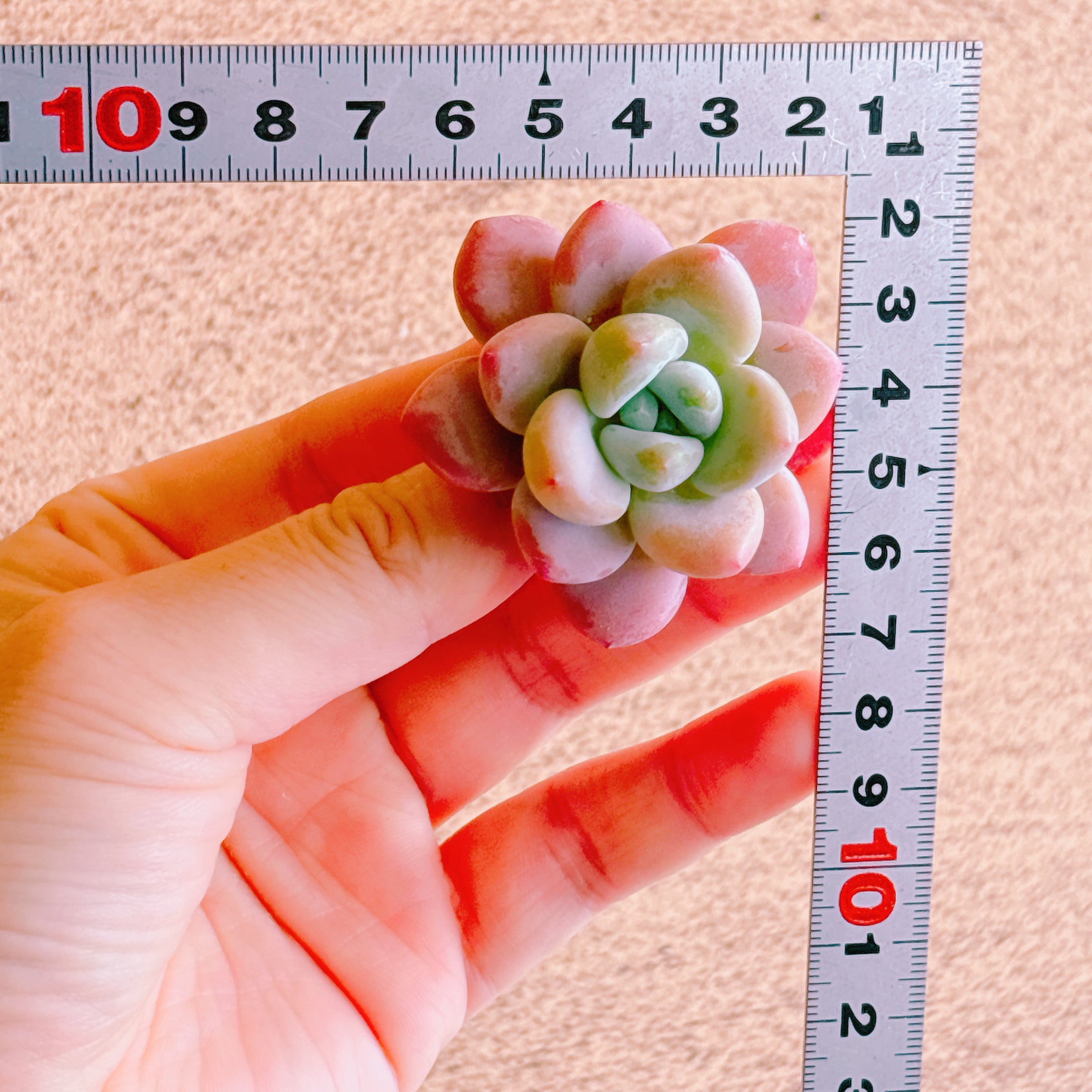 レジェンド A品 カット苗 – Bull Succulent