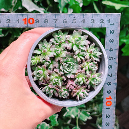 鳳仙花　A品　根付き苗