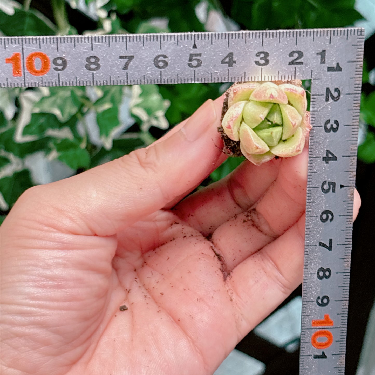 名無し苗１２　A品　プラグ苗