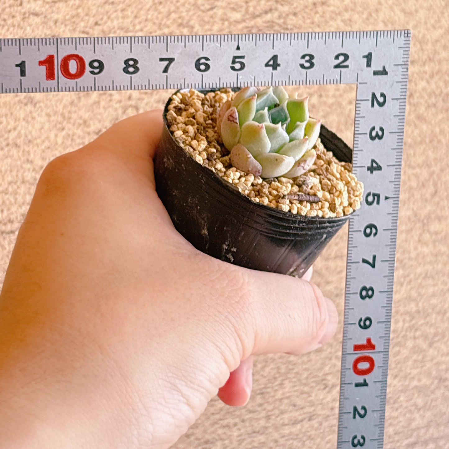 ポセイドン　A品　根付き苗