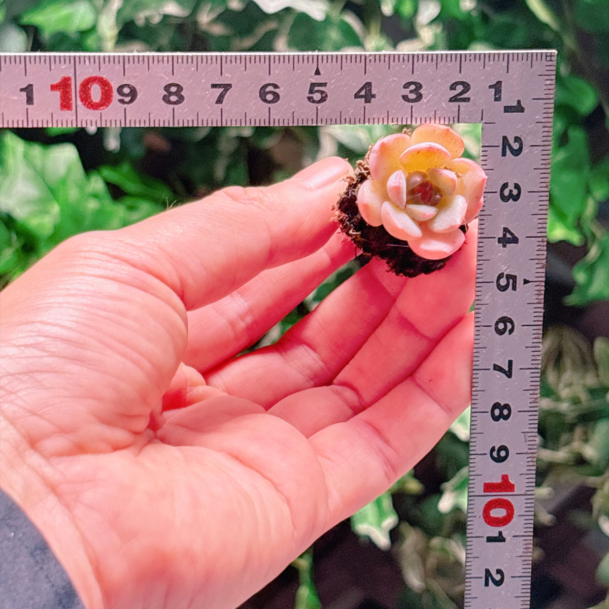 ストロベリーボボ　A品　プラグ苗