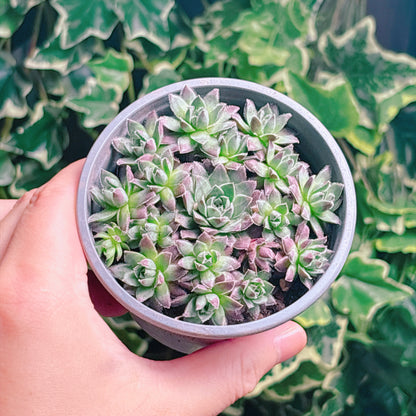 鳳仙花　A品　根付き苗