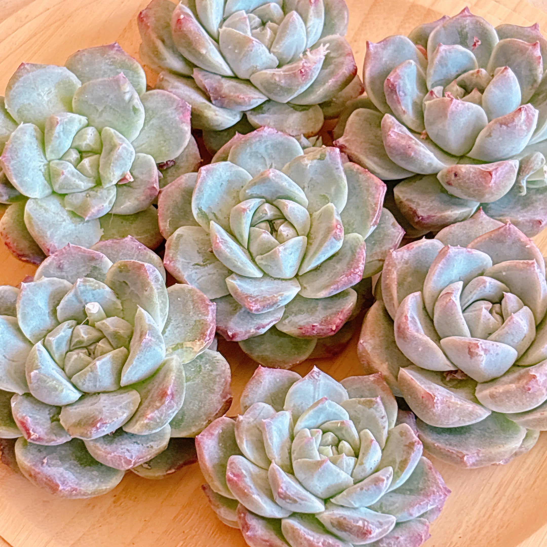 アイスマウンド A品 カット苗 – Bull Succulent