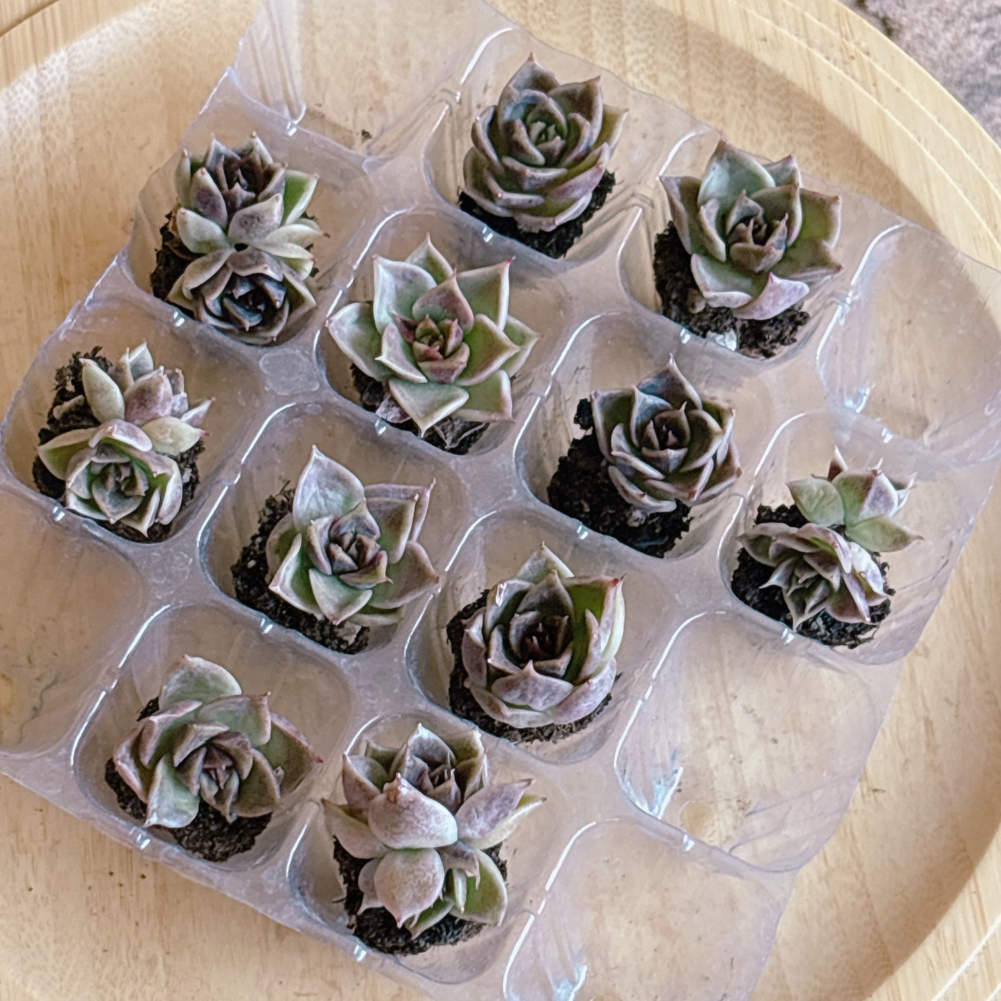 シーロンメイグイ　A品　プラグ苗