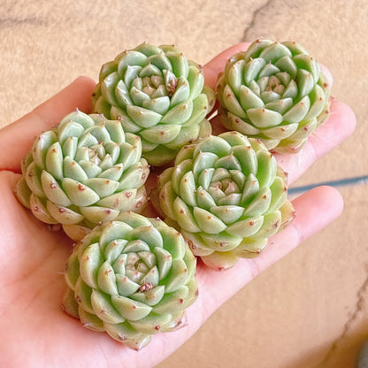 アガボイデスhyb　A品　カット苗