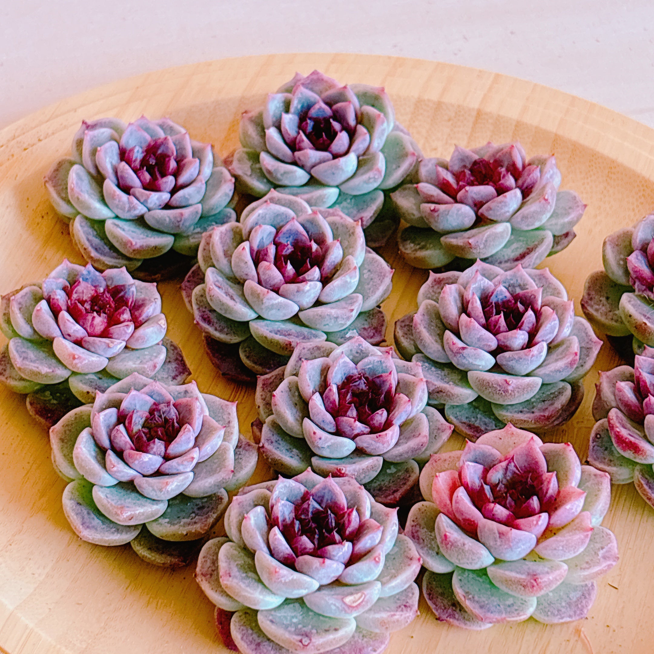 レッドベルベット A品 カット苗 – Bull Succulent