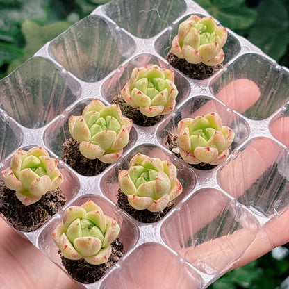 名無し苗１２　A品　プラグ苗