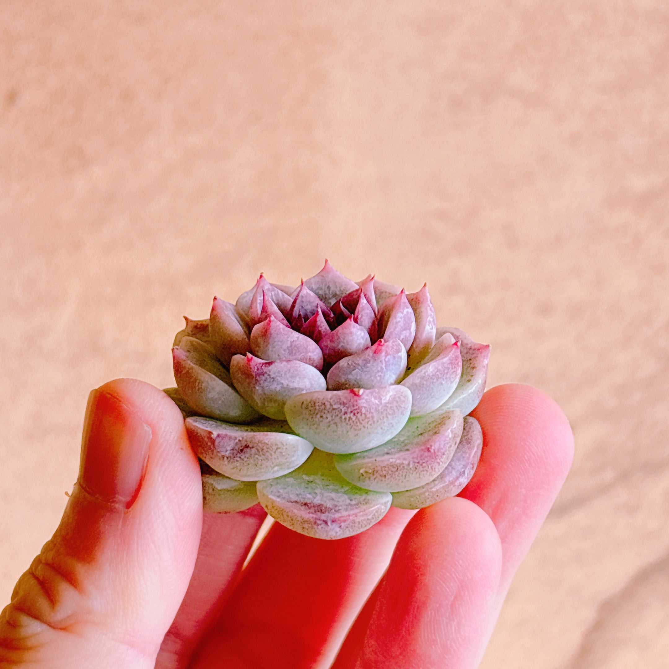 多肉☆レッドベルベットhyb ・３苗・カット苗・ピンク レッドベルベット A品 カット苗 – Bull Succulent