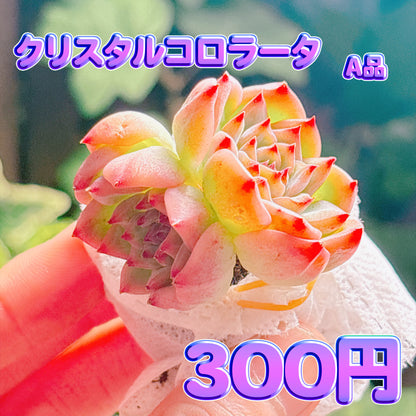 クリスタルコロラータ　A品　根付き苗