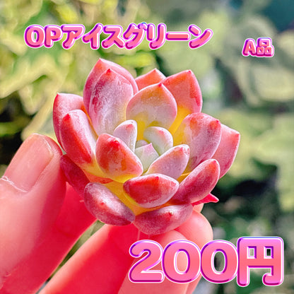 OPアイスグリーン　A品　カット苗