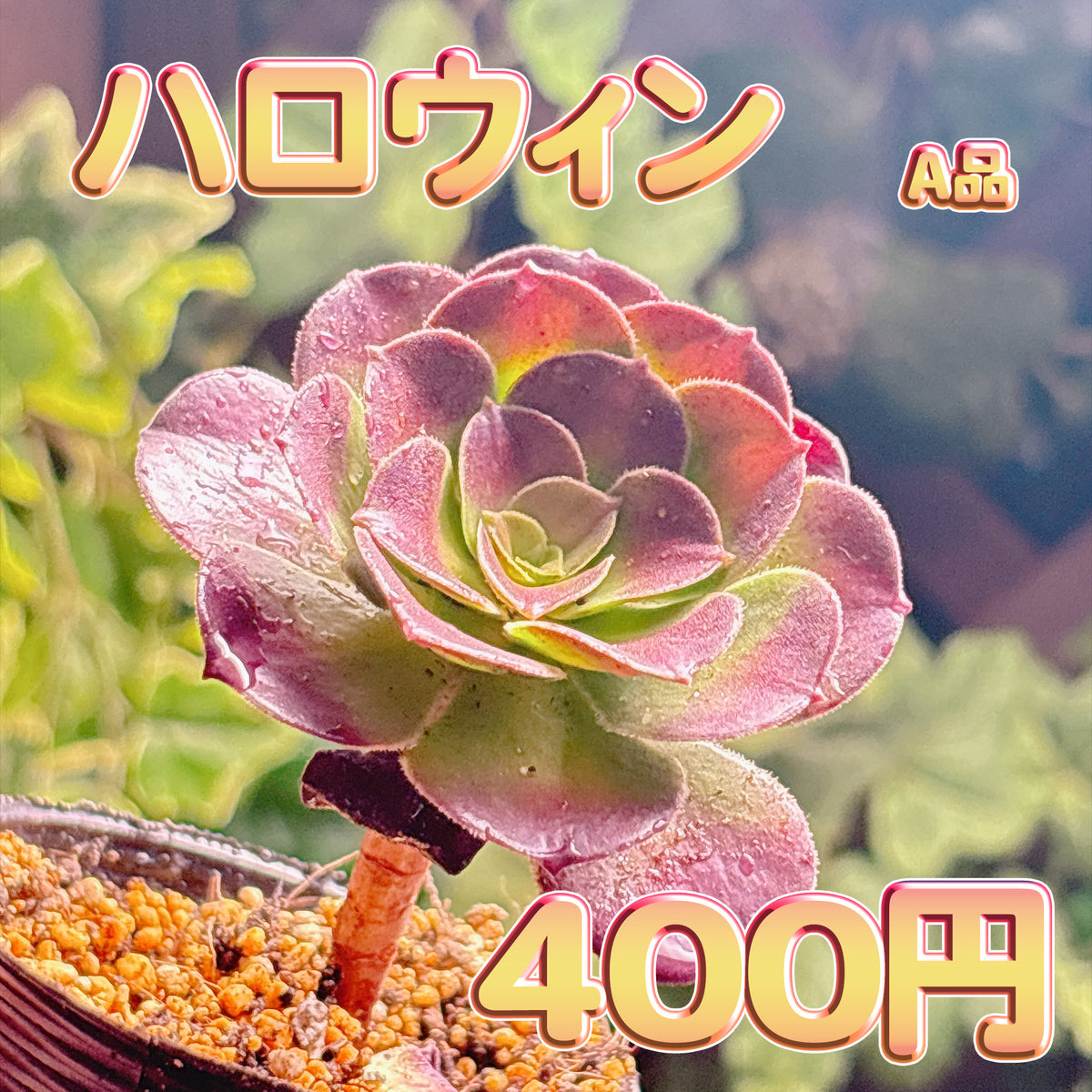 ハロウィン　A品　根付き苗