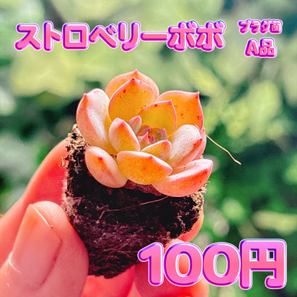 ストロベリーボボ　A品　プラグ苗