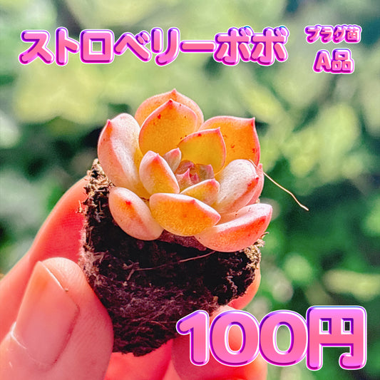 ストロベリーボボ　A品　プラグ苗