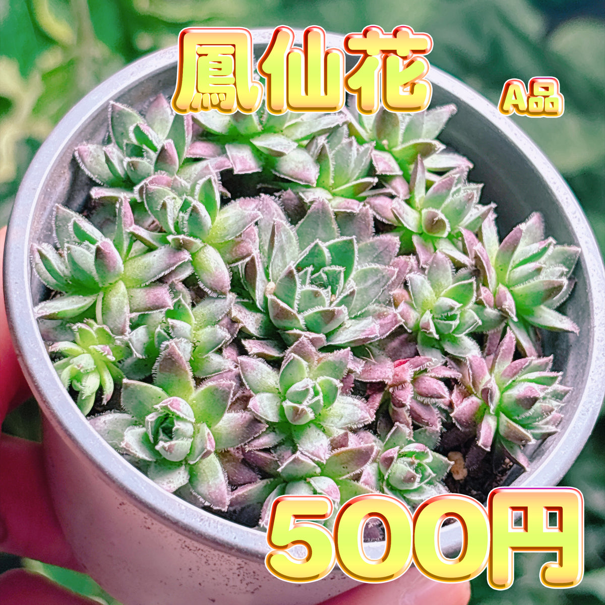 鳳仙花　A品　根付き苗