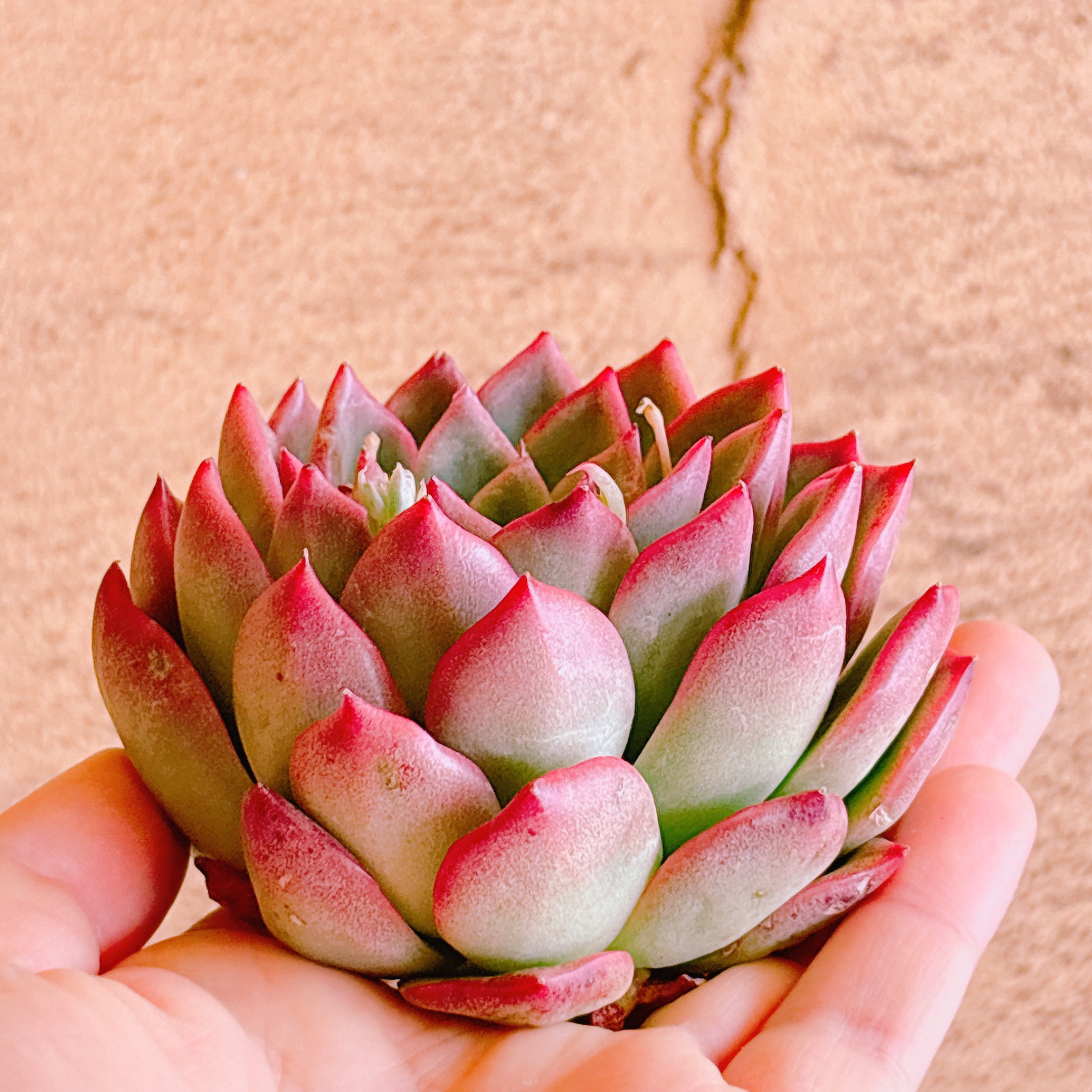 フロリディティール A品 カット苗 – Bull Succulent