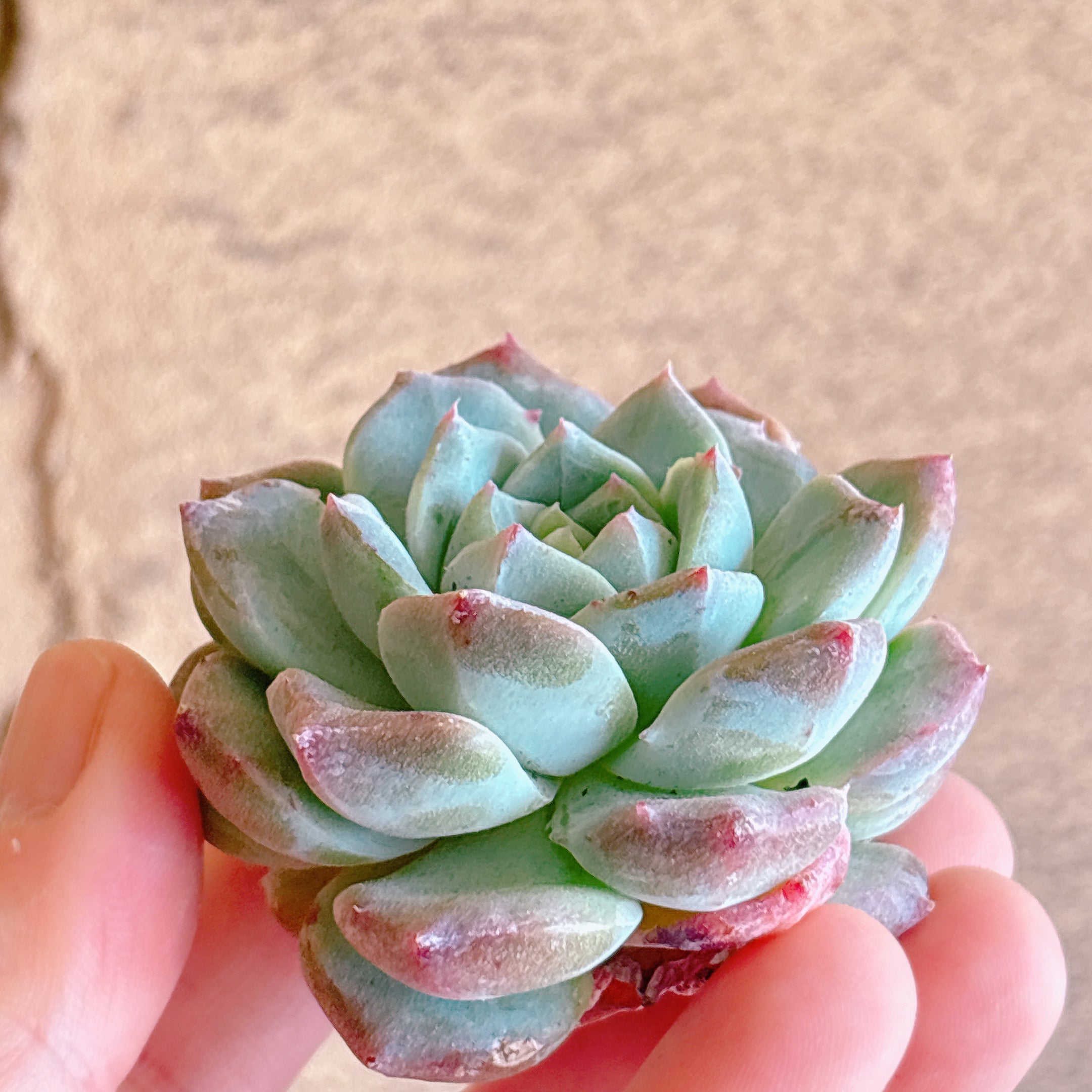 アイスマウンド A品 カット苗 – Bull Succulent