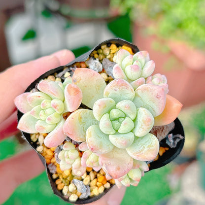 氷の花　A品　39