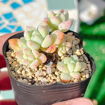 氷の花　A品　045