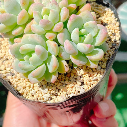 氷の花　A品　01