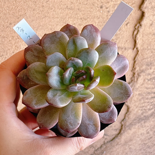 多肉植物
