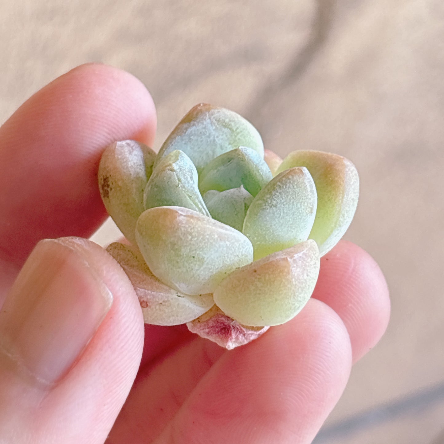 多肉植物