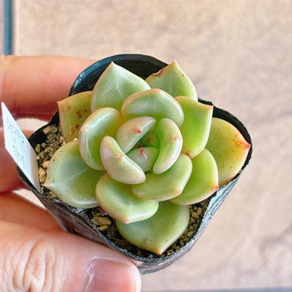 多肉植物