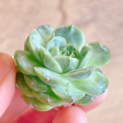多肉植物