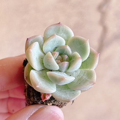 多肉植物