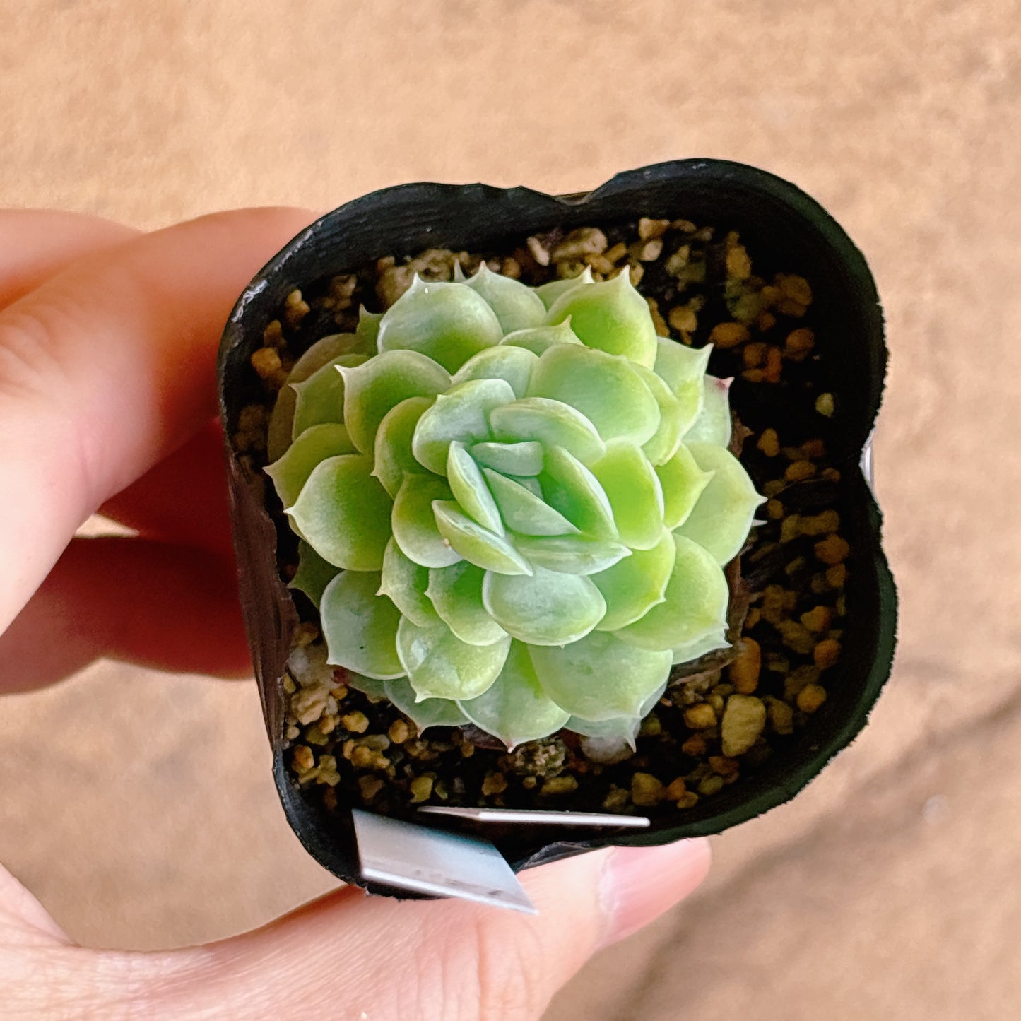 多肉植物