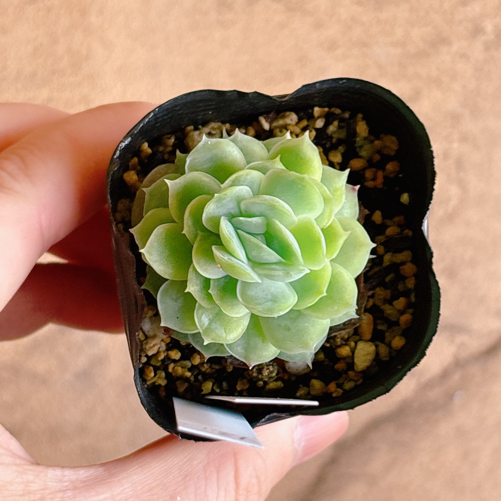 多肉植物