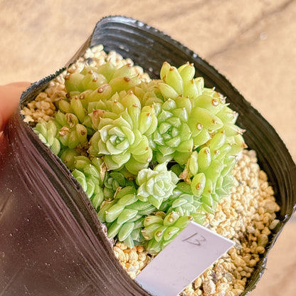 多肉植物