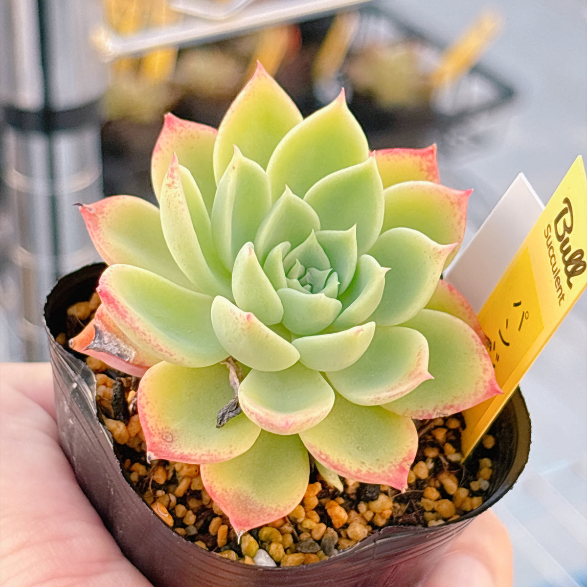 多肉植物