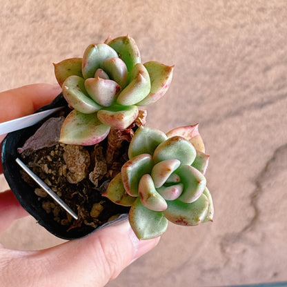 多肉植物