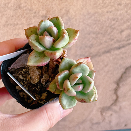 多肉植物