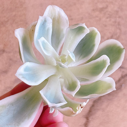 多肉植物